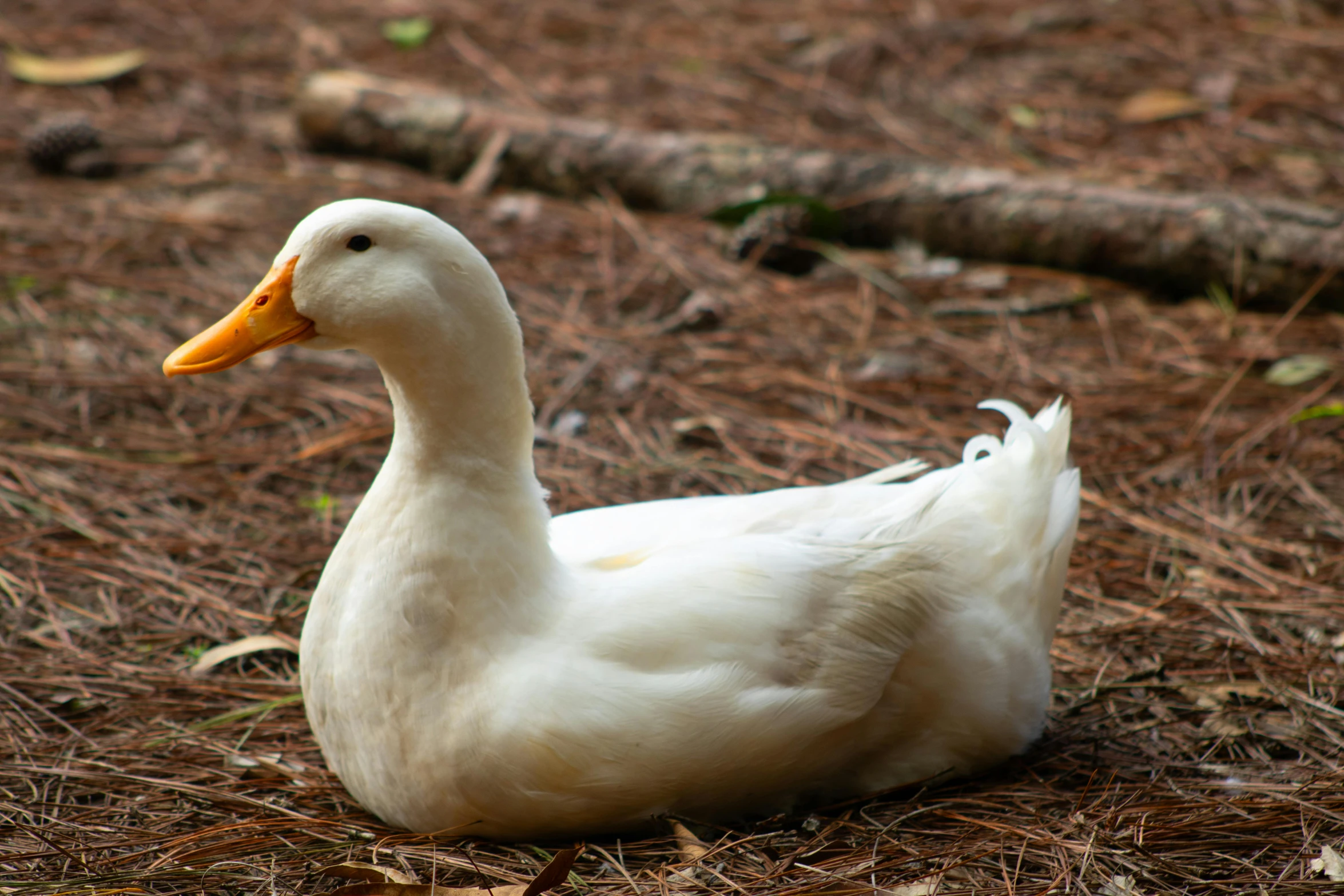 a white duck sitting on the ground