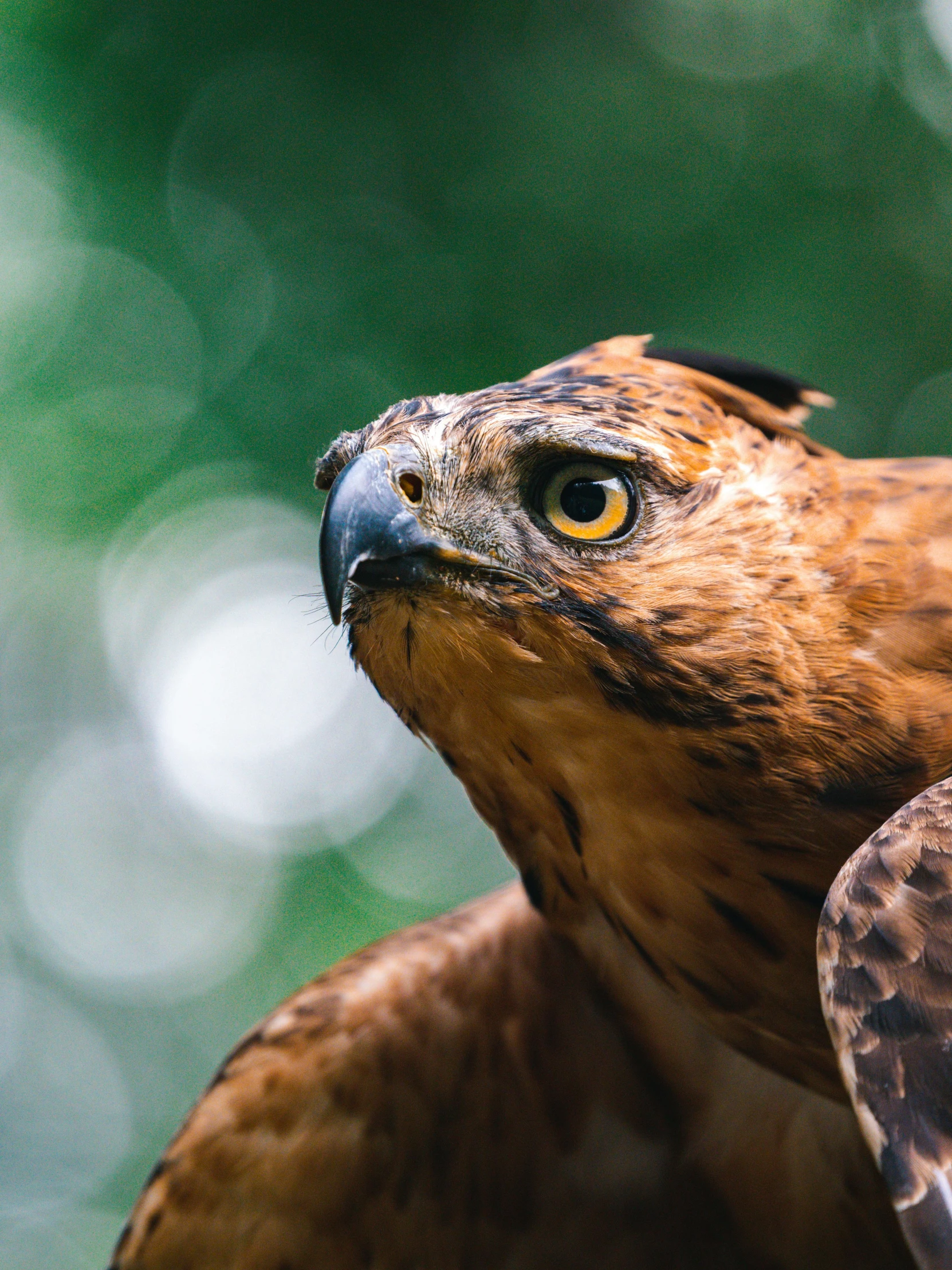 a close up view of a bird of prey