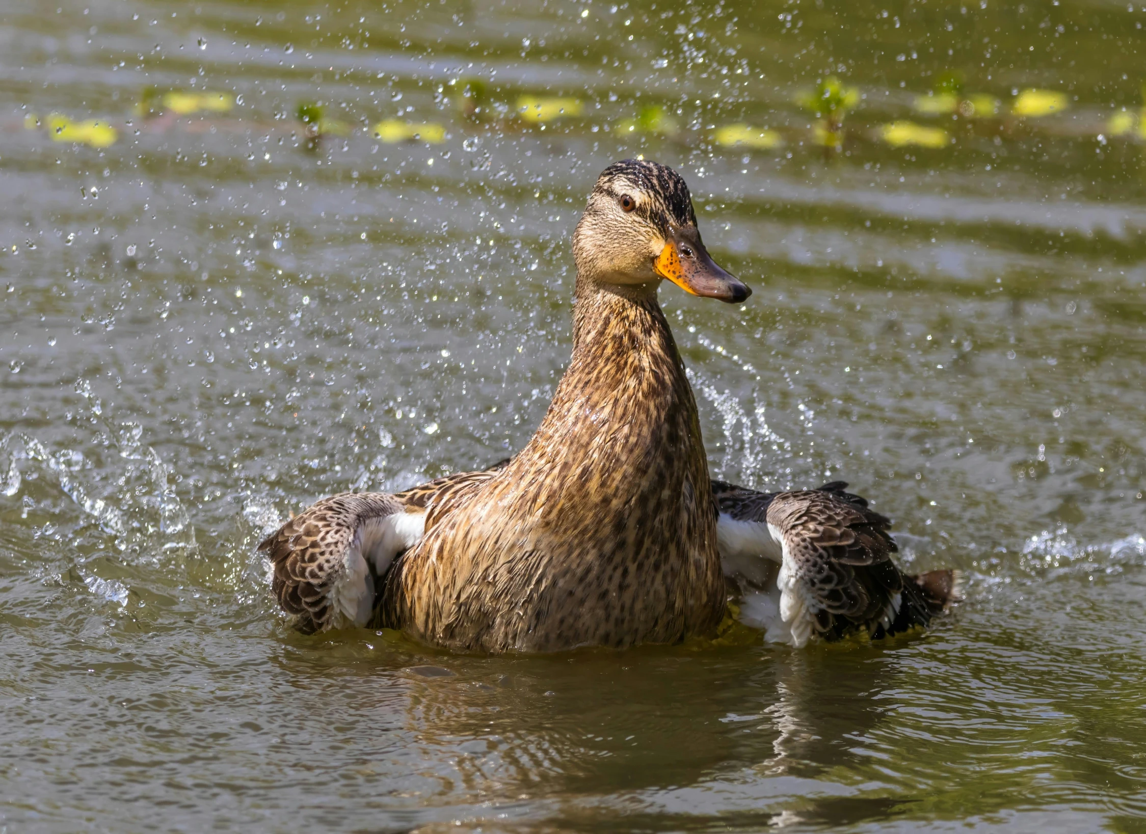 a couple of ducks are together in the water