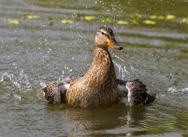 a couple of ducks are together in the water