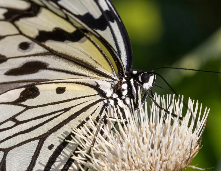 a big erfly sitting on the edge of a flower