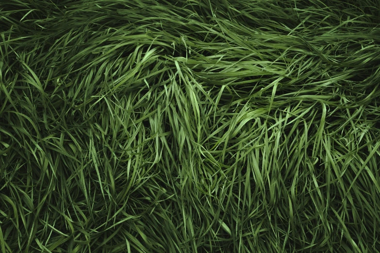 green grass is shown close up with no leaves on it