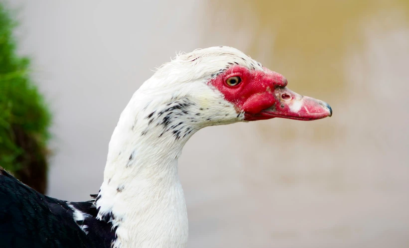 closeup of a white goose with black spots on it