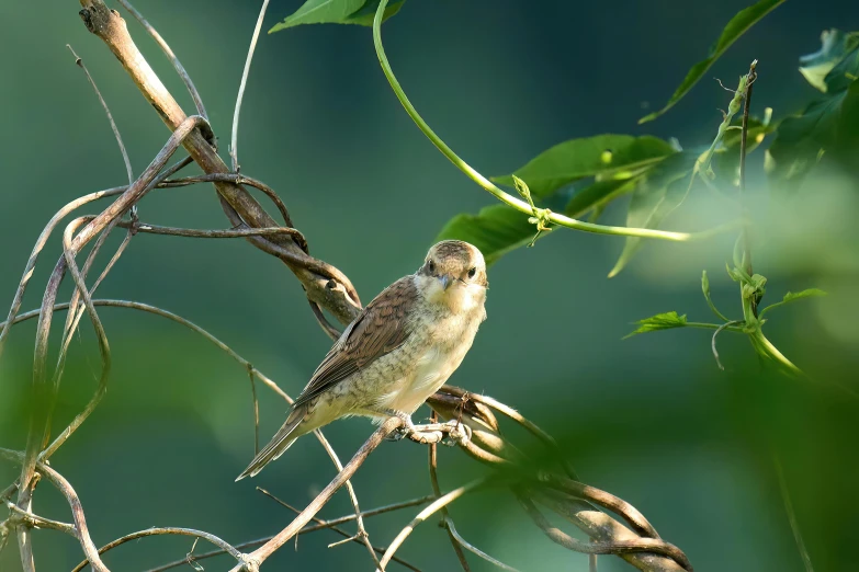 a bird sitting on top of a nch