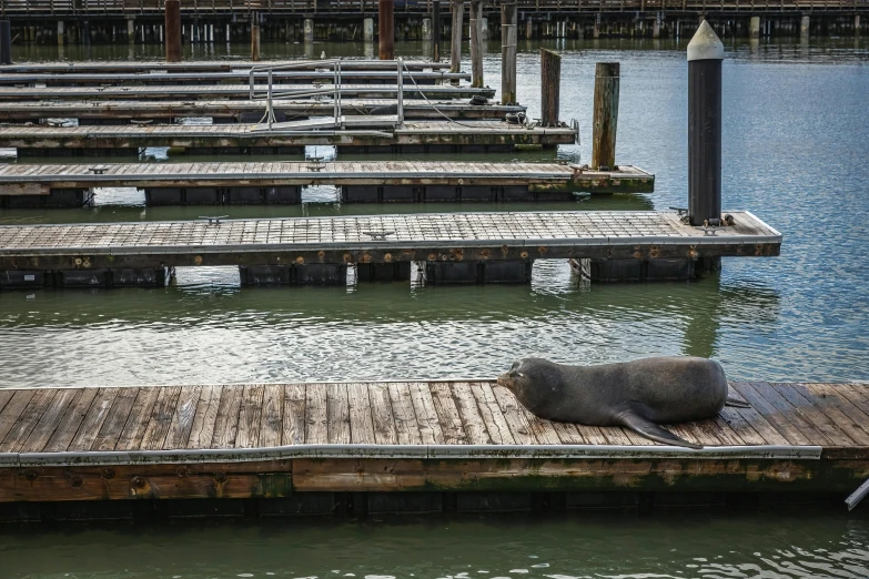 a large animal laying on top of a wooden dock