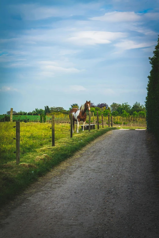 a horse standing next to a wooden fence