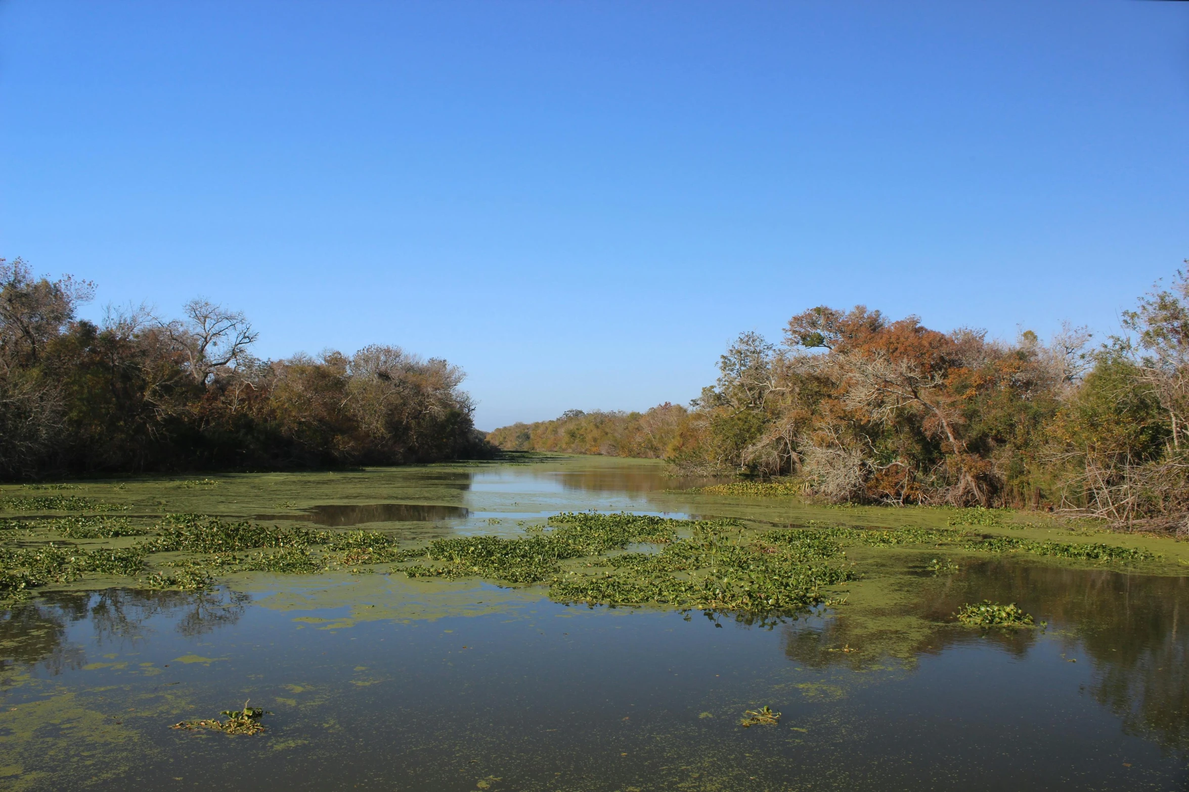 a picture looking down a river toward the green foliage