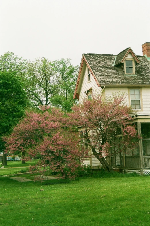 a house that has a tree in front of it