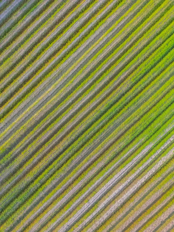 green grass with a field in the background