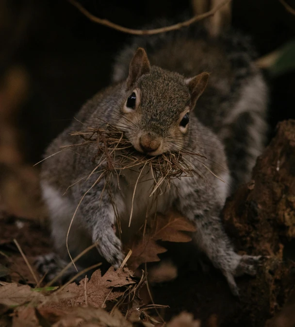 a small squirrel is eating grass in the leaves