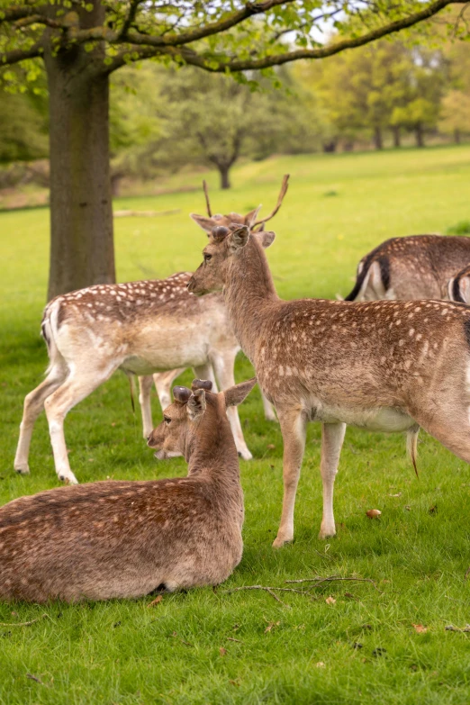 a group of deer that are standing in the grass