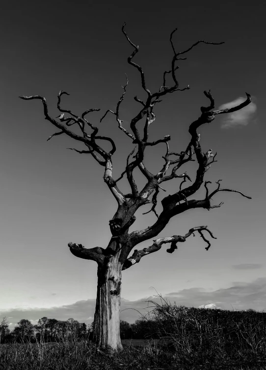 a tree stands in the middle of nowhere