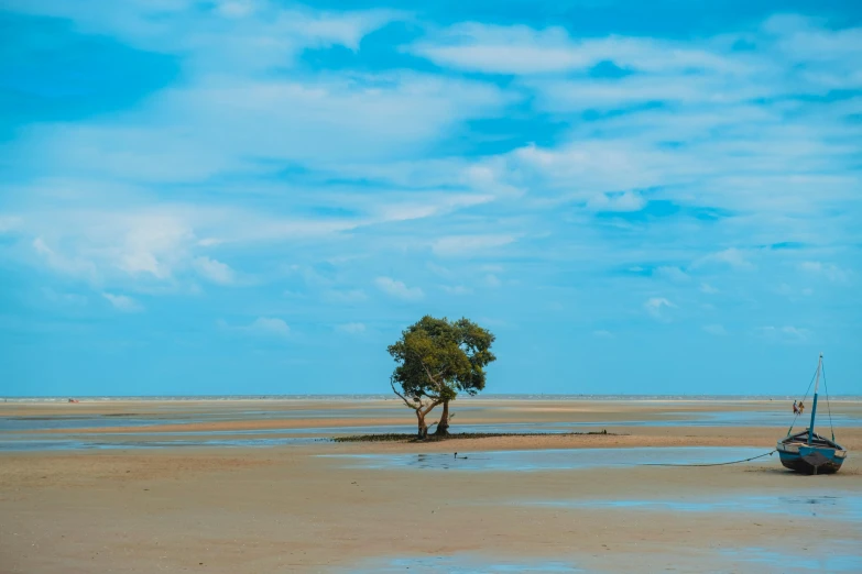 a small boat and tree on a sandy beach