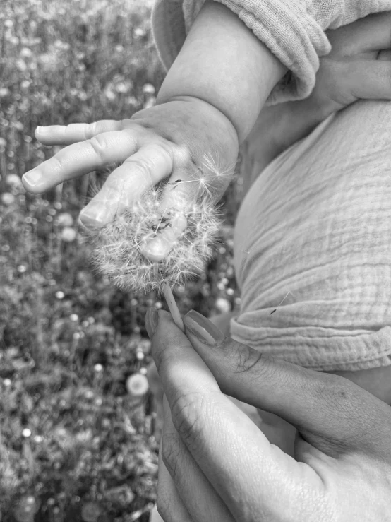 a person holding a dandelion in their hand