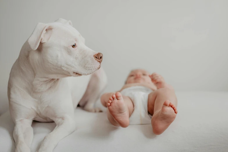 a white dog lying next to a baby on a bed