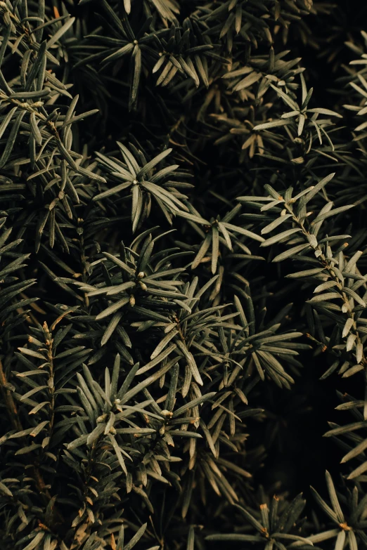 a group of small green trees with brown needles