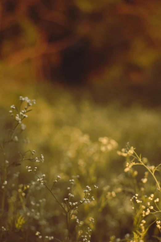 a meadow is seen in this beautiful image