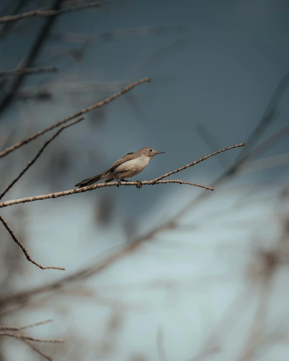 bird perched on nch looking up into the sky