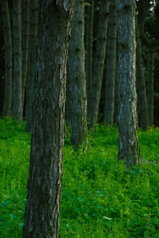 a couple of trees with some grass by it