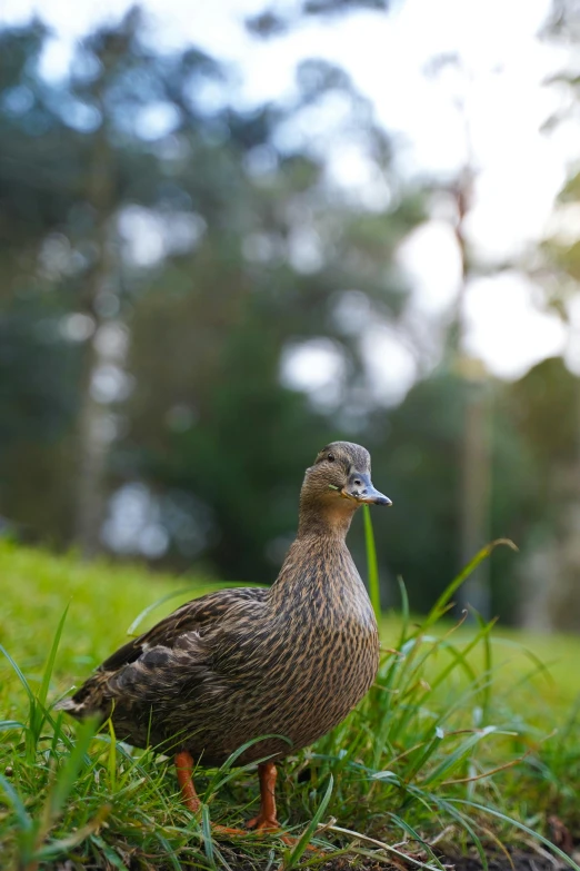 a duck in the grass near some trees