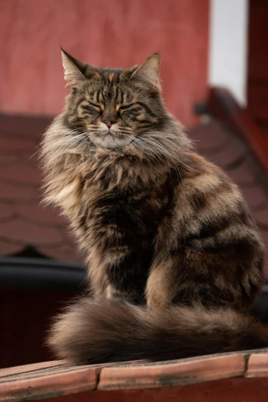 a cat sitting on top of a roof next to a red wall