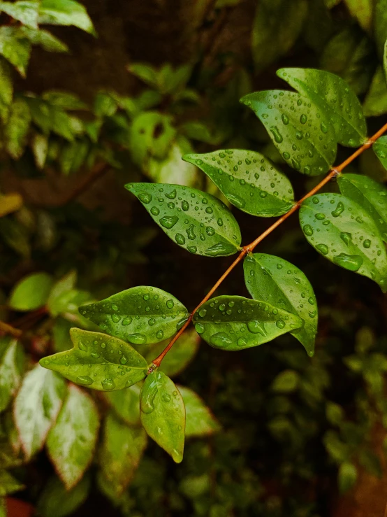 the green leaves with drops of water