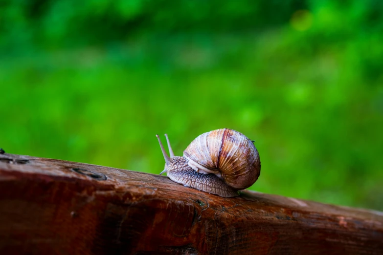 a snail crawling on top of a wooden fence post