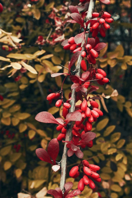 red berries on a nch hanging by leaves