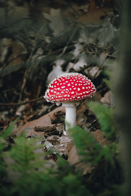 there is a red toad sitting on the ground