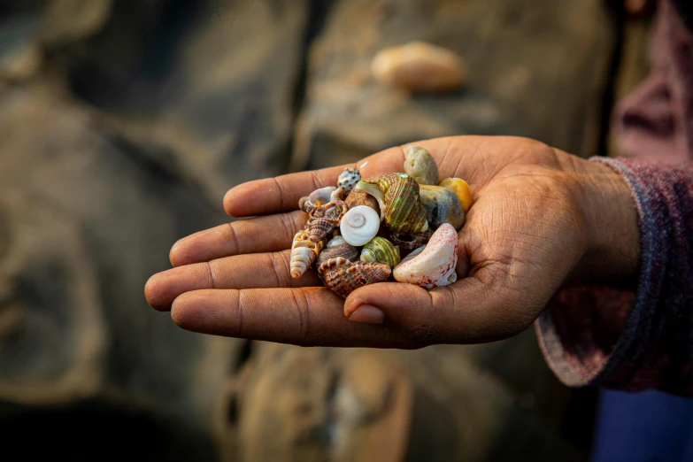 a woman's hand holding sea shells on the palm