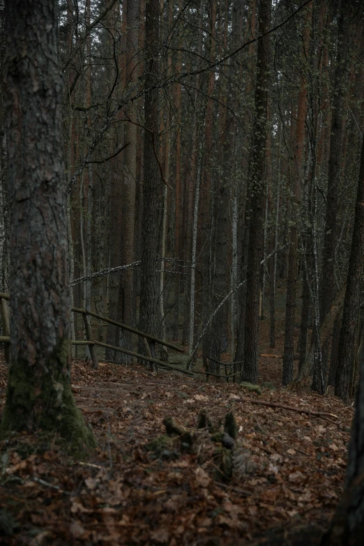 a forest filled with lots of trees covered in leaves