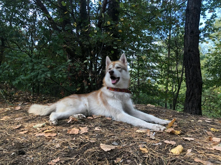 a white and tan dog lies on the ground surrounded by trees