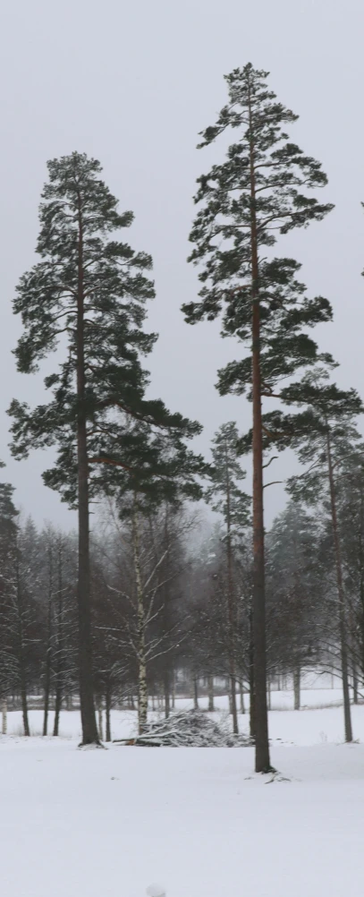 trees near a snowy field with lots of snow