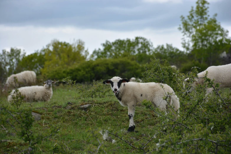 several sheep grazing in an open field next to a few trees