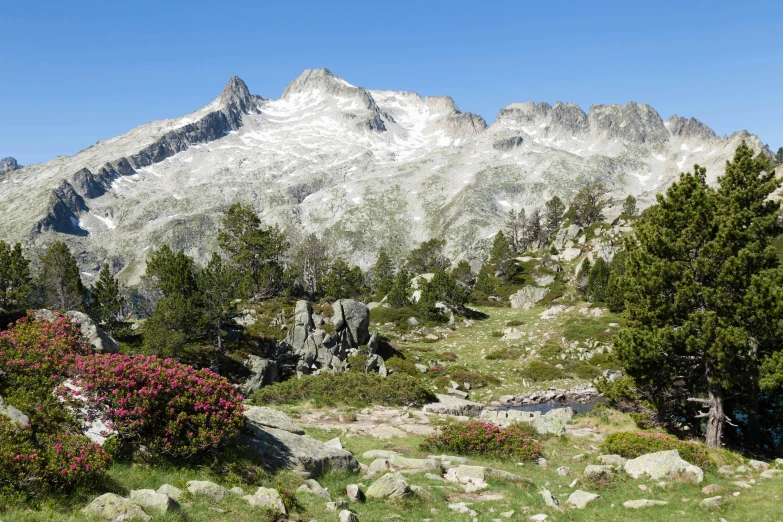 view from high up, in the foreground, on a mountain range with small shrubs growing in the foreground and rocks in the foreground