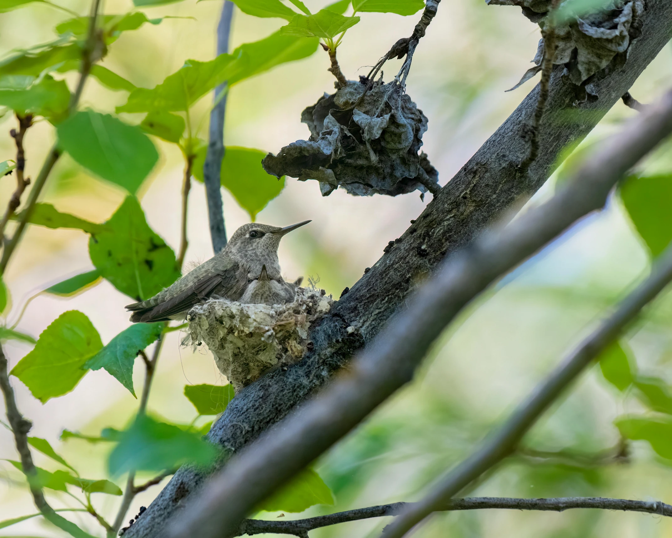 the baby bird is in its nest on the nch