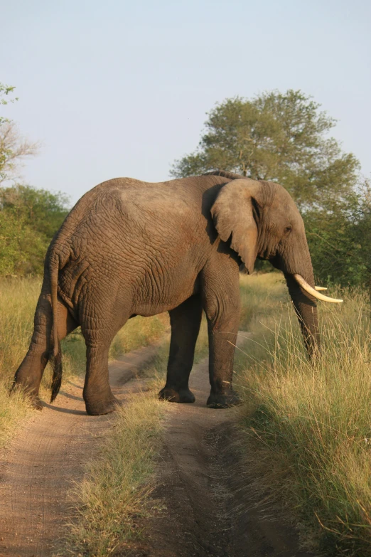 an elephant is standing in the grass on a path