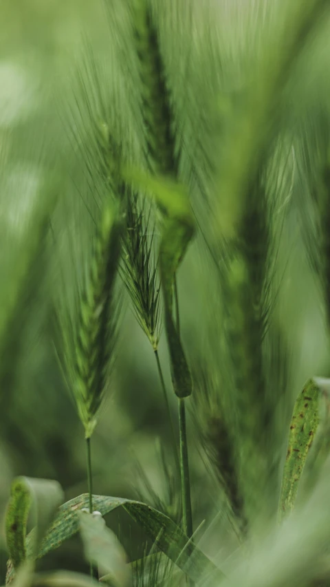 some green grass in front of a blurry picture