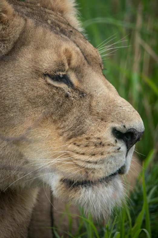 a very cute looking lion in the grass