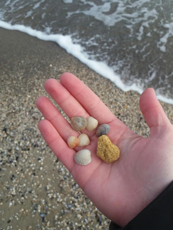 the hand has some sea shells in it and is on top of sand near a body of water