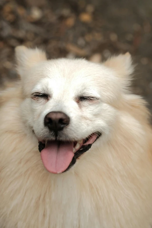 white dog has his head turned backwards