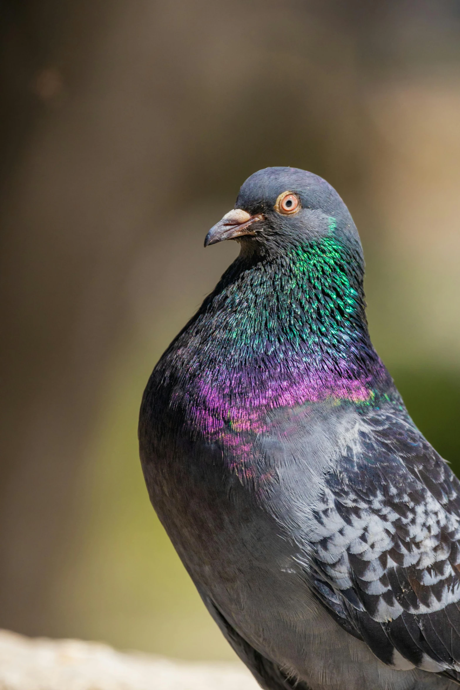 a black and multi colored pigeon standing on top of rock