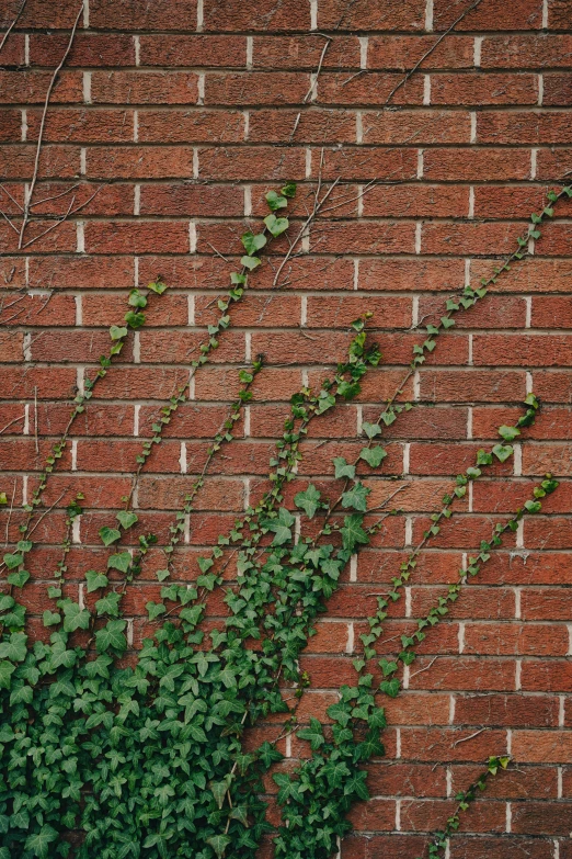 two green plants sprouting up against a brick wall
