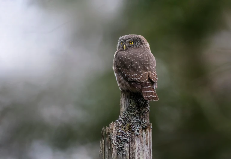 an owl is sitting on top of a fence post