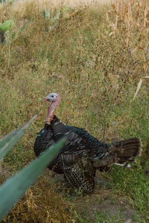 the wild turkey is cooling off in the tall grasses