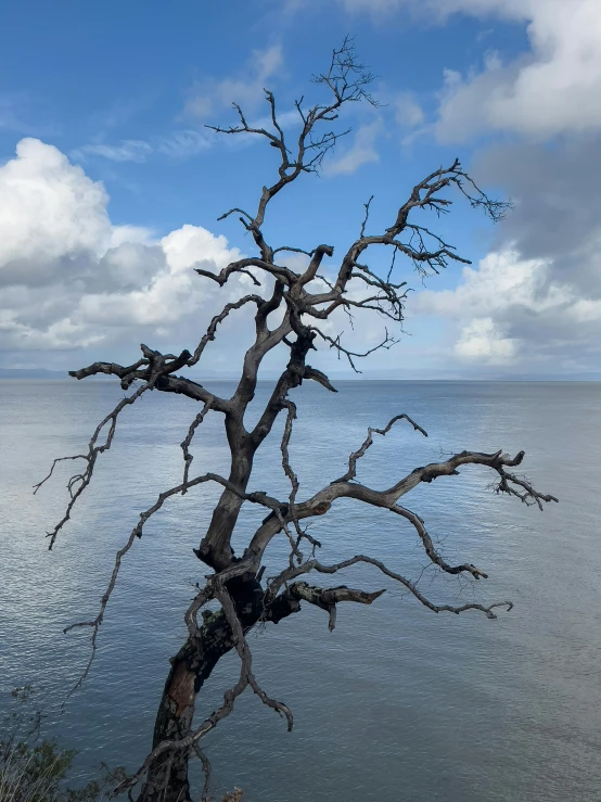 an old tree stands on the edge of the water