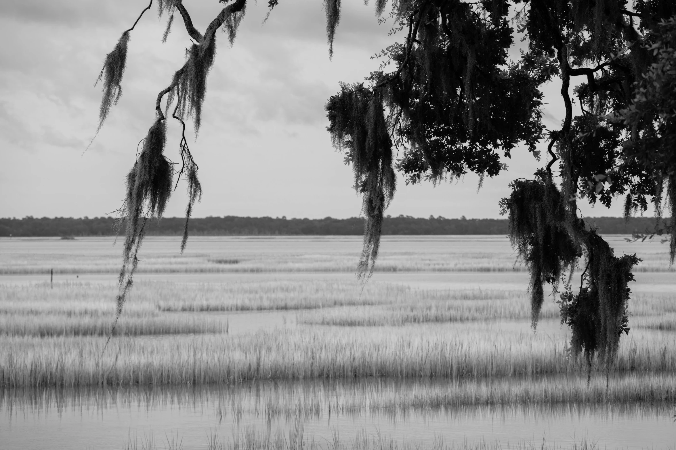 a wide expanse with trees that have spanish moss on them