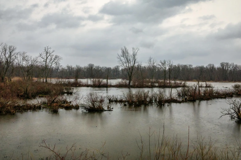 swampy river with several dead trees in the foreground