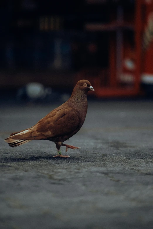 a brown bird standing on the pavement near the street