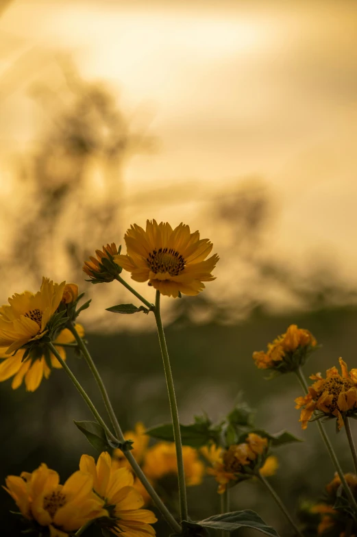 sunflowers blooming near a mountain in the evening